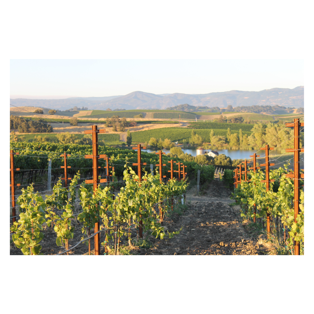 Napa Valley Vineyards